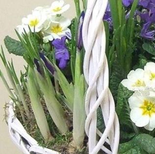 Корзинка с луковичными первоцветами L (примула, гиацинты, мускарии, ирисы) 28393