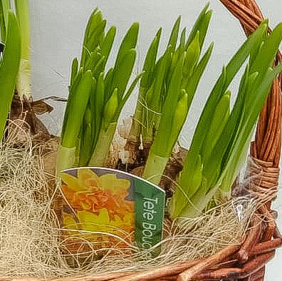 Корзинка с луковичными первоцветами M (гиацинты и нарциссы) 13257