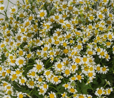 Круглый букет из ромашек танацетумов 36303 Круглый букет из ромашек танацетумов 36303