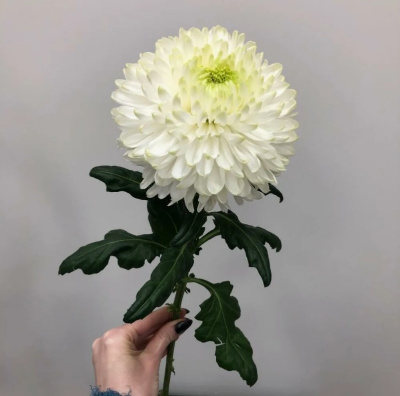 Хризантема одноголовая белая N 18