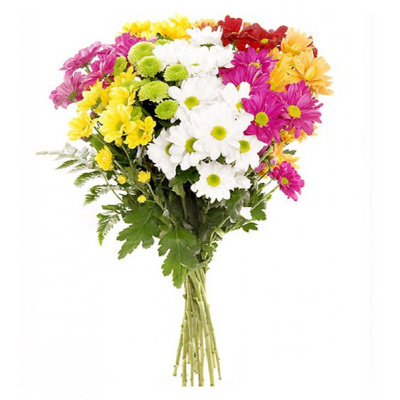 Хризантема кустовая МИКС ПОШТУЧНО N 19 Хризантема кустовая МИКС ПОШТУЧНО N 19