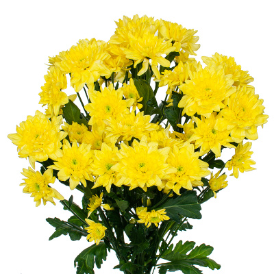 Хризантема кустовая МИКС ПОШТУЧНО N 19 Хризантема кустовая МИКС ПОШТУЧНО N 19