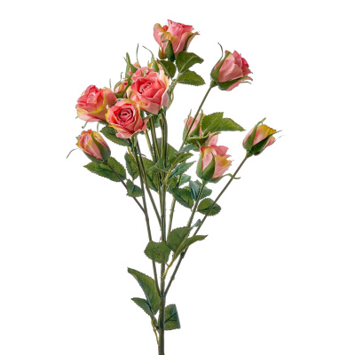 Роза кустовая